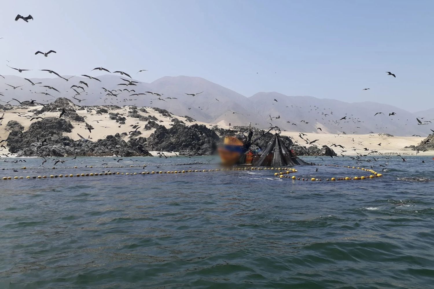 Sernapesca reafirma su rol fiscalizador en la extracción de la anchoveta en Tarapacá