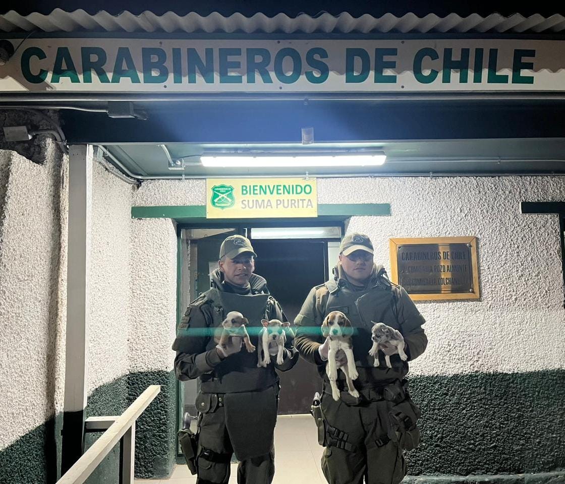 CUATRO CACHORROS SON RESCATADOS POR CARABINEROS