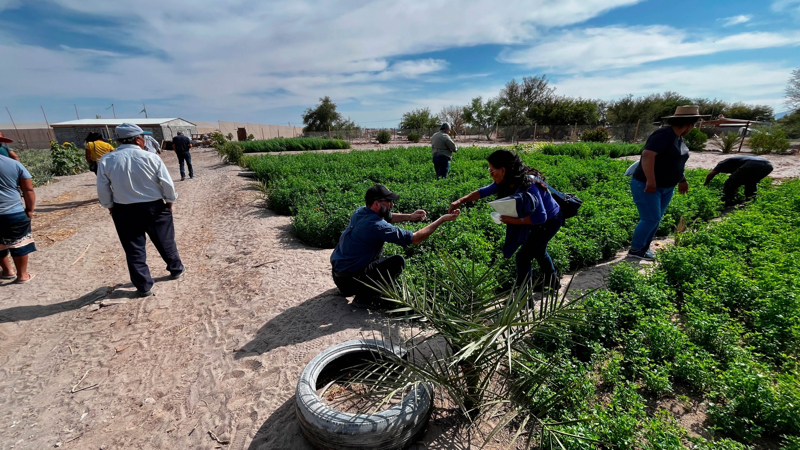 Directora nacional de INIA y seremi de Agricultura visitanproyecto de asesoría técnica en Pozo Almonte