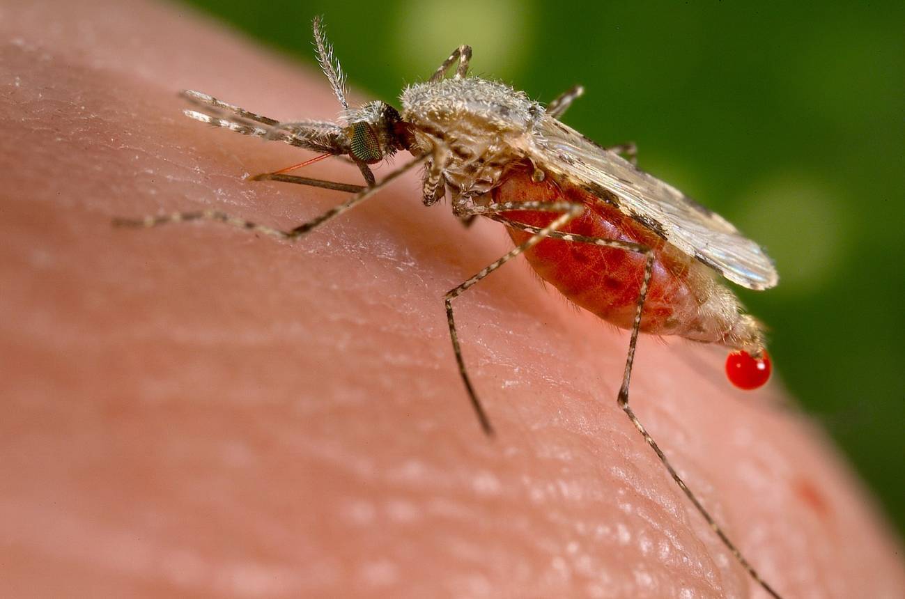 Malaria: ¿Por qué no está disminuyendo el número de casos?
