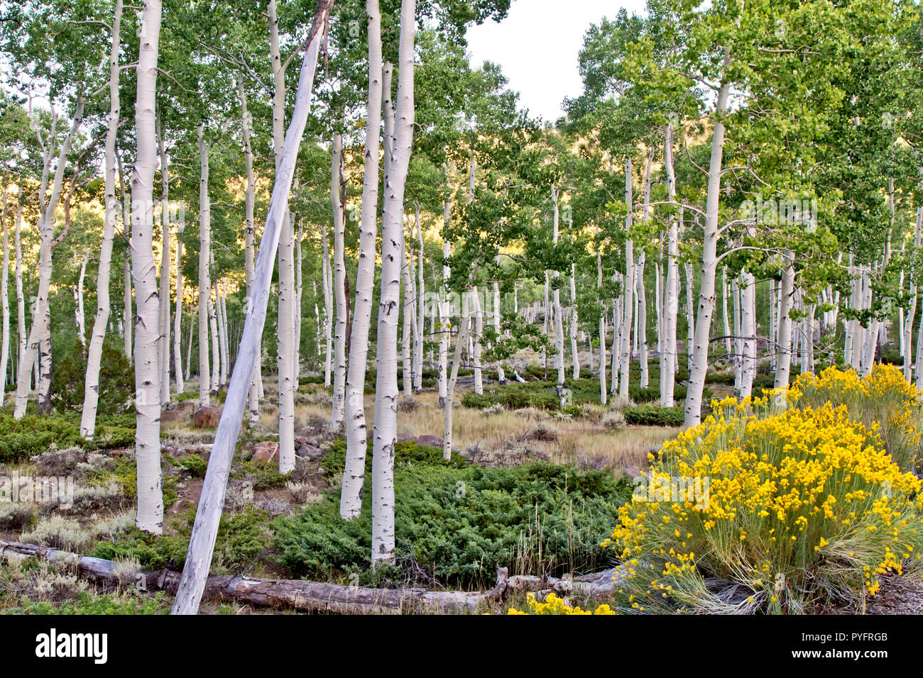 Registran el inquietante sonido del organismo vivo más grande de la Tierra: tiene 12.000 años de vida.