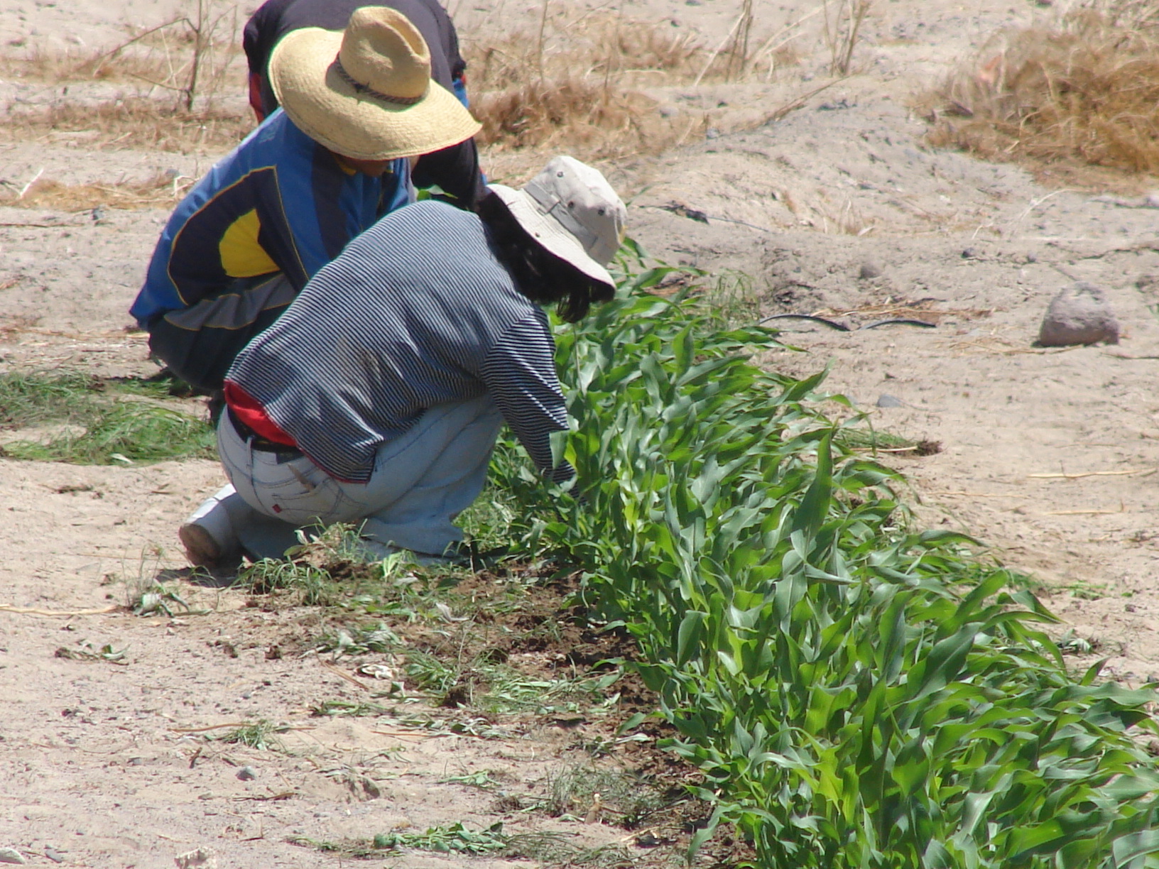 ¿Cómo será este otoño – invierno para el sector silvoagropecuario chileno? Sépalo en el próximo Panorama Agroclimático Estacional.