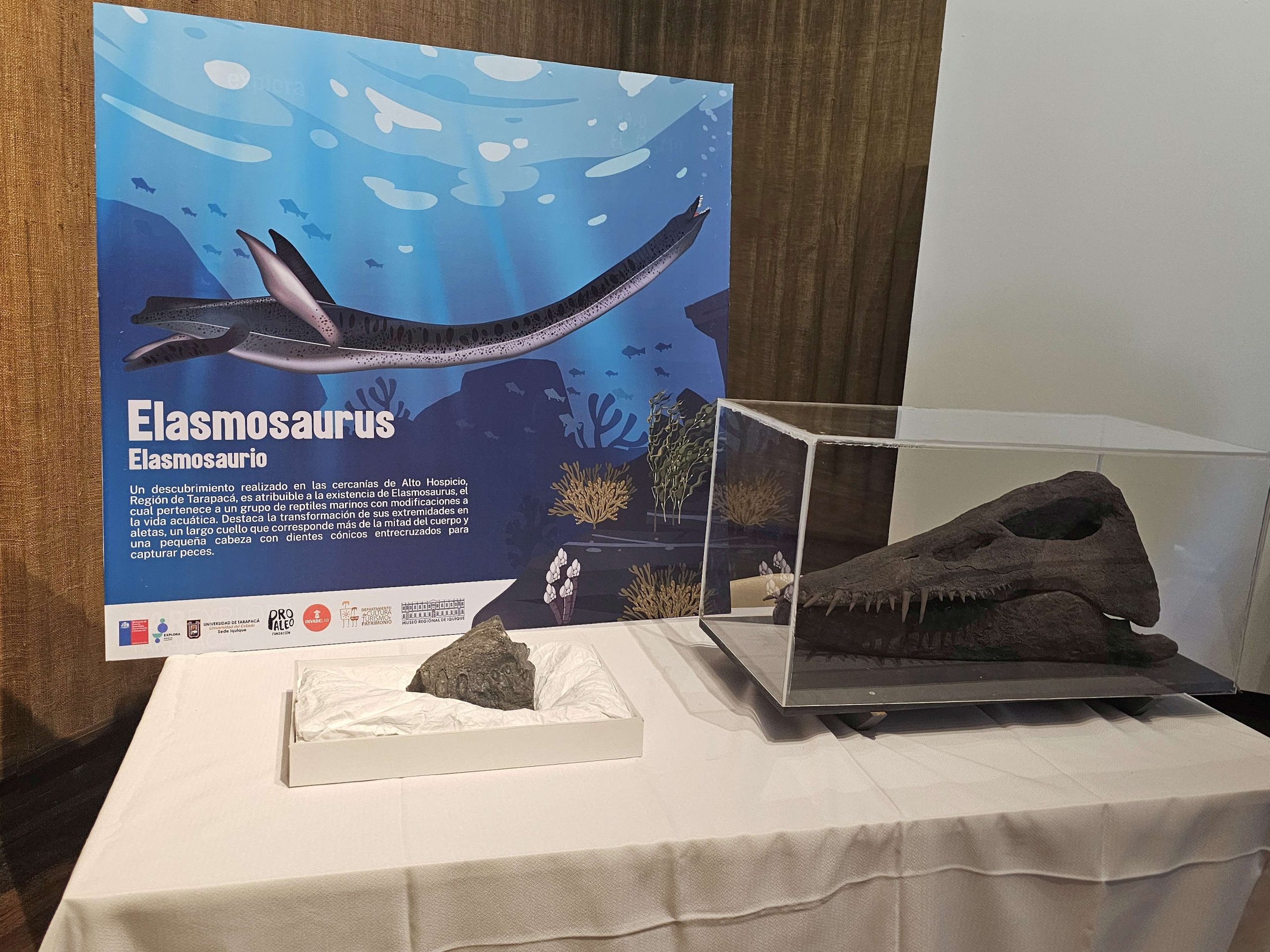 HALLAN FÓSIL DE MANDÍBULA DE ELASMOSAURIO QUE TENDRÍA MÁS DE 70 MILLONES DE AÑOS.