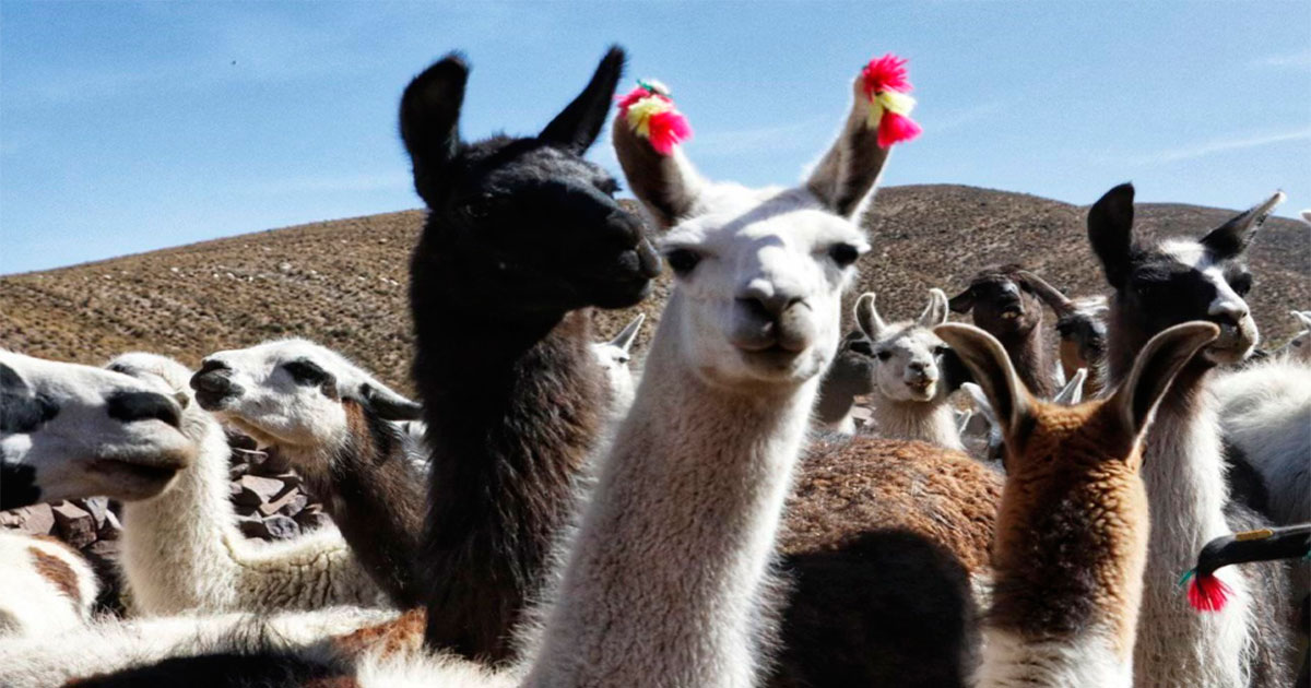 Con robusto Plan Camélido apoyan el desarrollo productivo de ganaderos  en Colchane y Alto Pica.