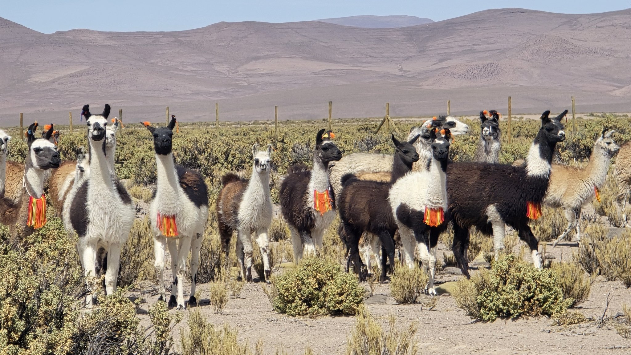 Con innovador invernadero buscan producir forraje para ganado camélido en el altiplano.