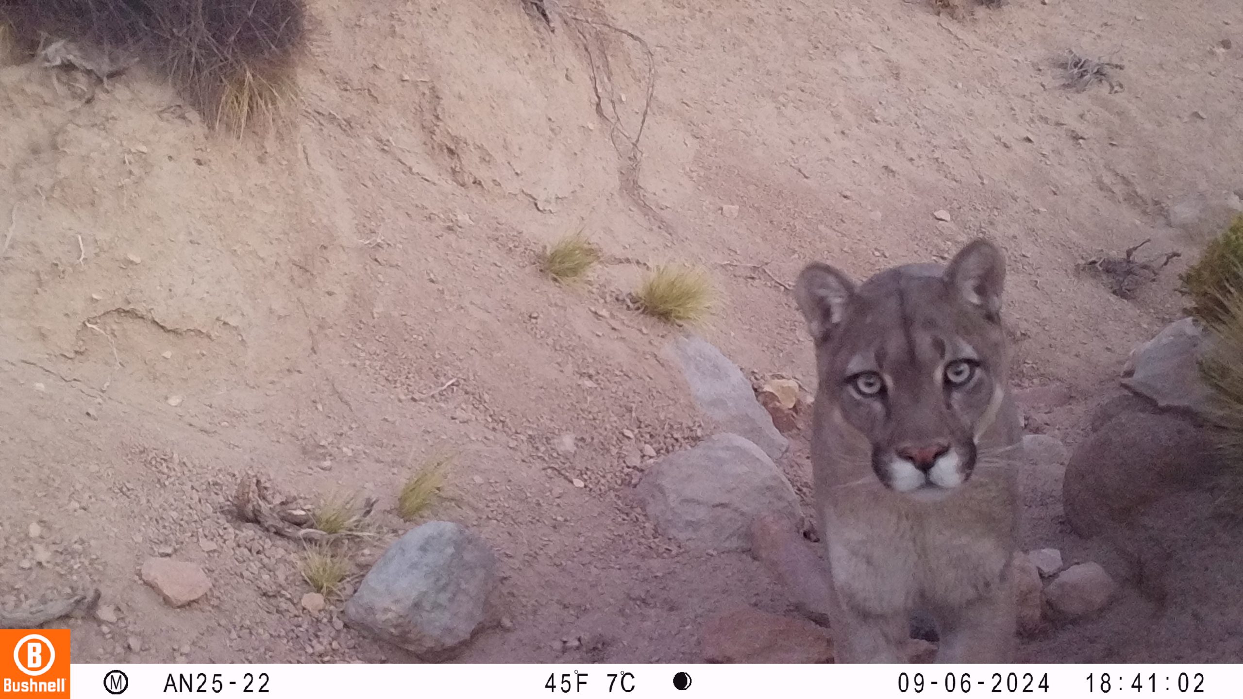 Cámaras trampa de CONAF revelan riqueza y amenazas de la fauna en áreas protegidas de Tarapacá.