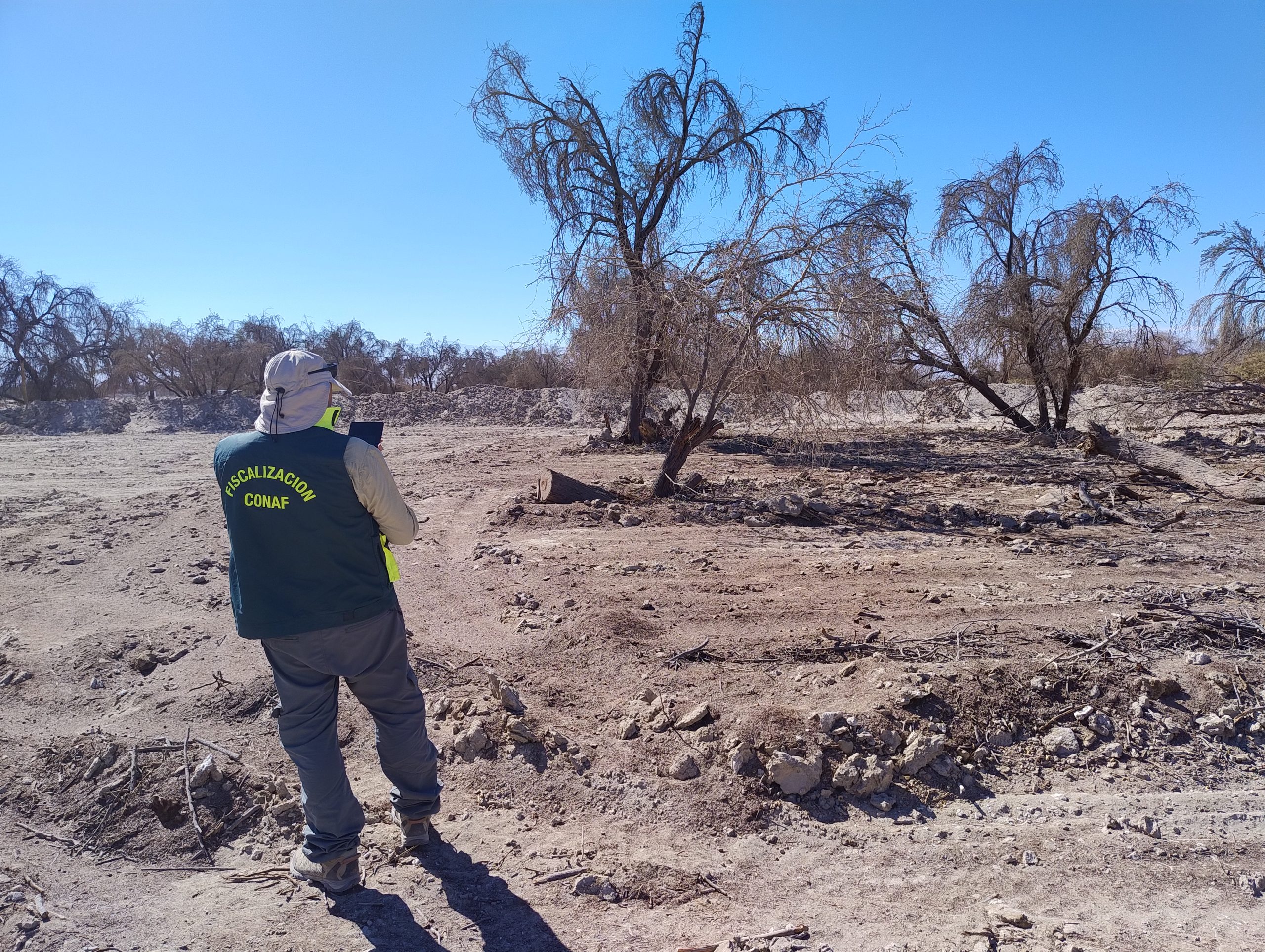 Denuncia de CONAF Tarapacá inicia procedimiento sancionatorio de la SMA contra inmobiliaria por obras al interior de Reserva Pampa del Tamarugal.