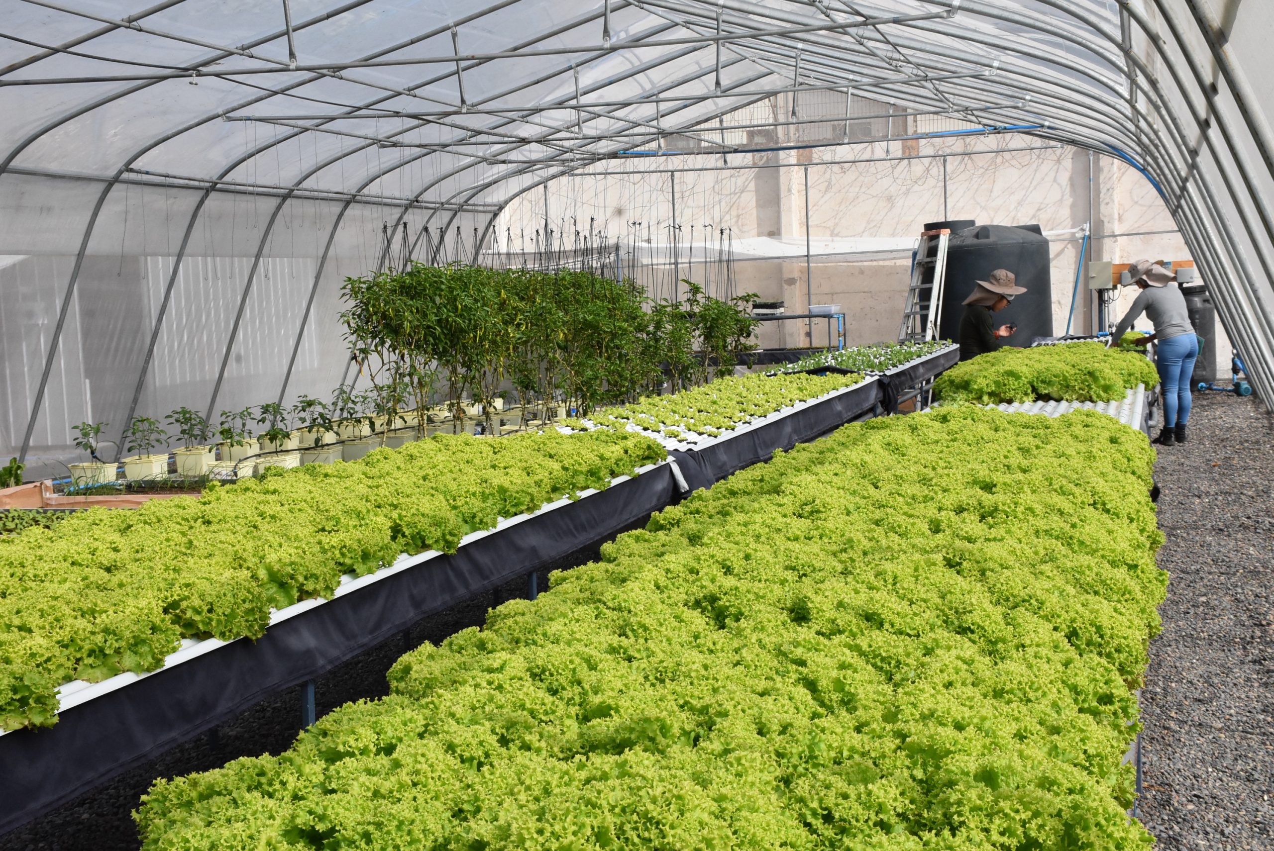 SQM contrató a trabajadora del hidropónico del Centro de Cumplimiento Penitenciario de Iquique, CCP.