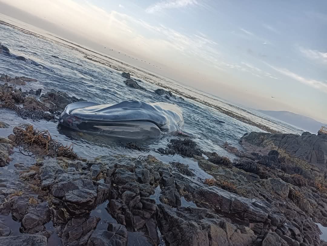 Tarapacá: Sernapesca activó protocolos por el varamiento de una ballena azul en la playa Río Seco.