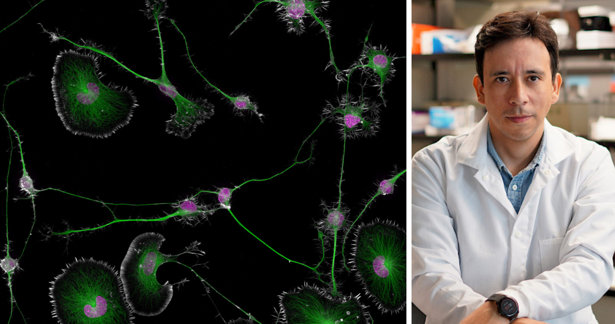 Científico chileno gana el premio «Nikon Small World» por la mejor microfotografía del mundo.