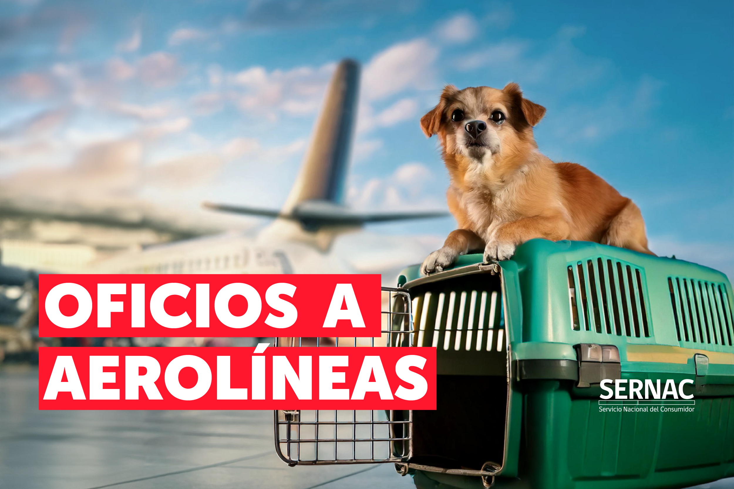 ¿QUÉ PASA CON LAS AEROLÍNEAS Y EL TRASLADO DE MASCOTAS? SERNAC OFICIA A EMPRESAS PARA CONOCER PROTOCOLOS Y SERVICIOS ASOCIADOS.