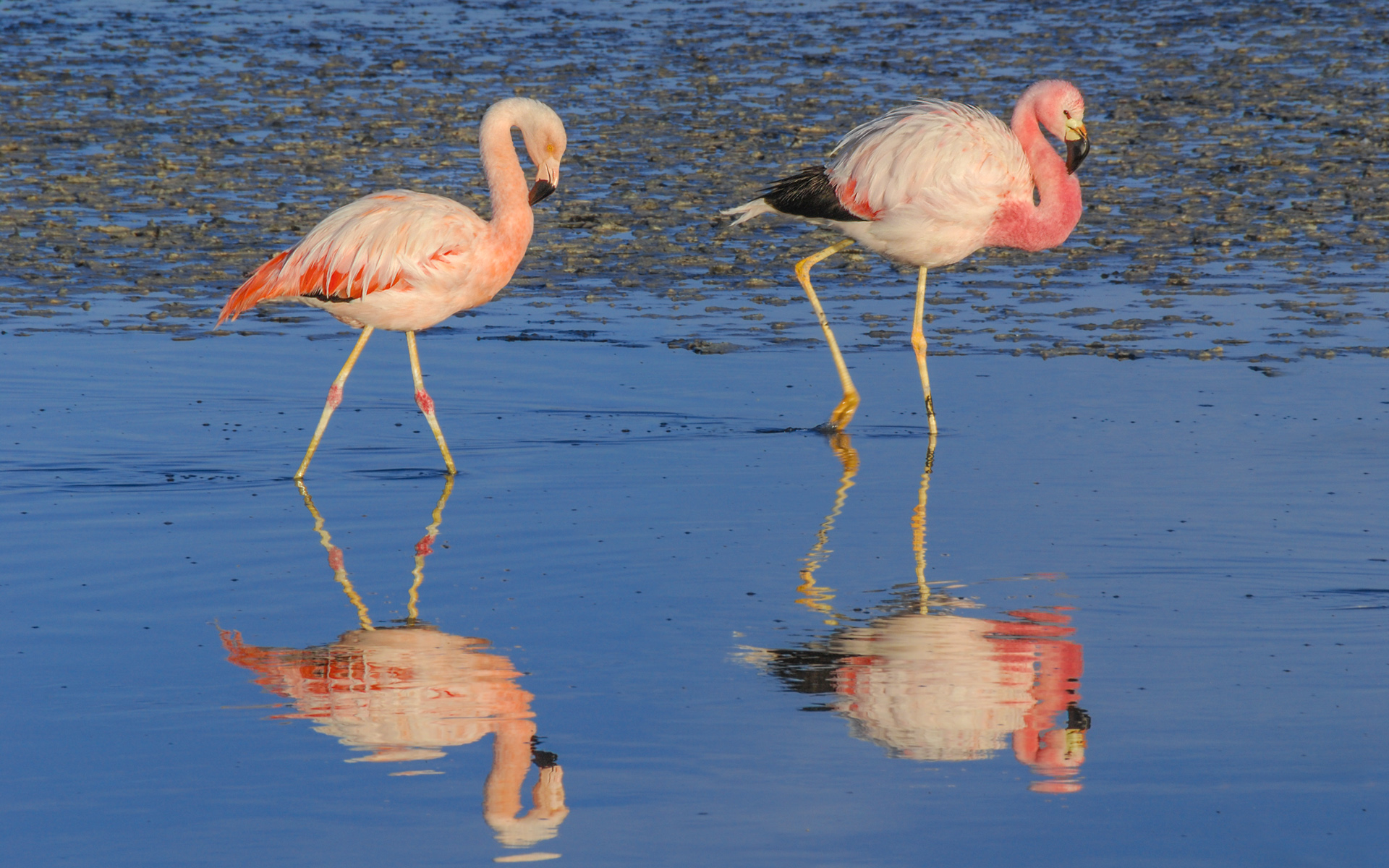 CERCA DE 2.500 FLAMENCOS HABITAN LAS ÁREAS ALTOANDINAS PROTEGIDAS DE LA REGIÓN DE TARAPACÁ.