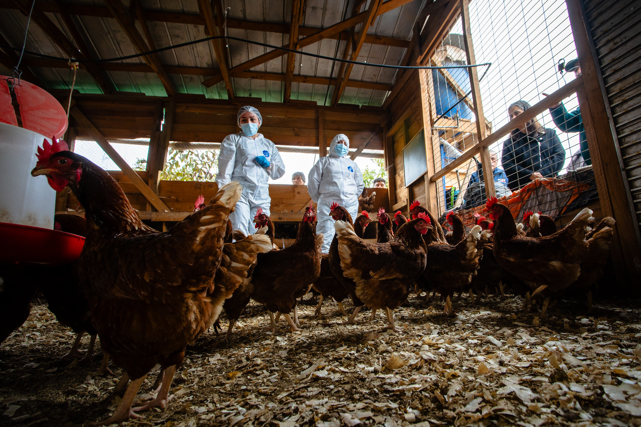 Ministerio de Agricultura llama a no bajar la guardia para mantener a Chile libre de influenza aviar.