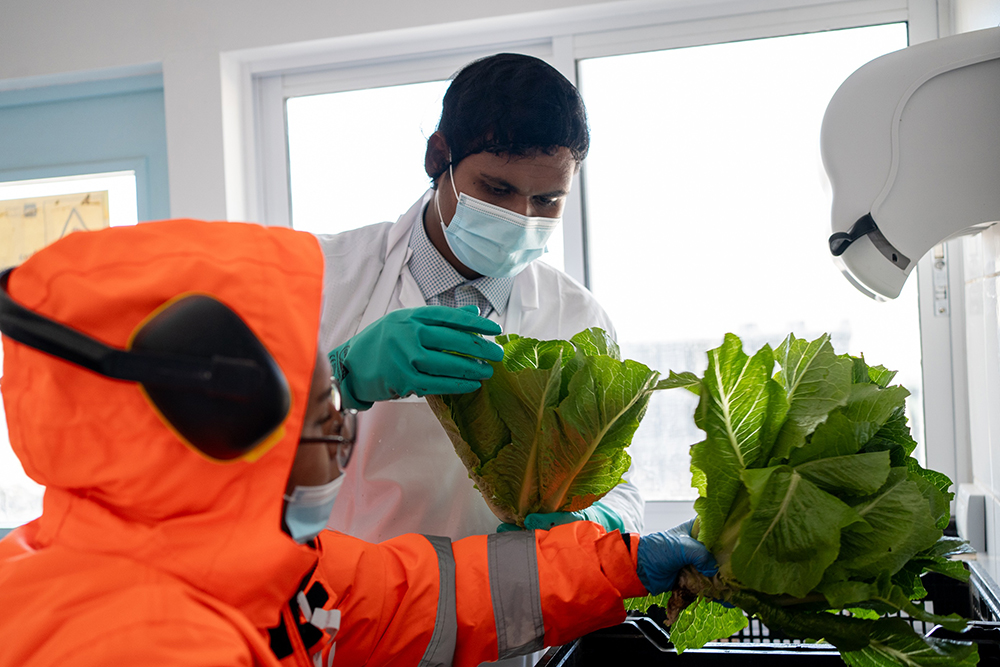 9 mil kilos: Liceo de Pica continúa con éxito produciendo lechugas y participando en su comercialización local.