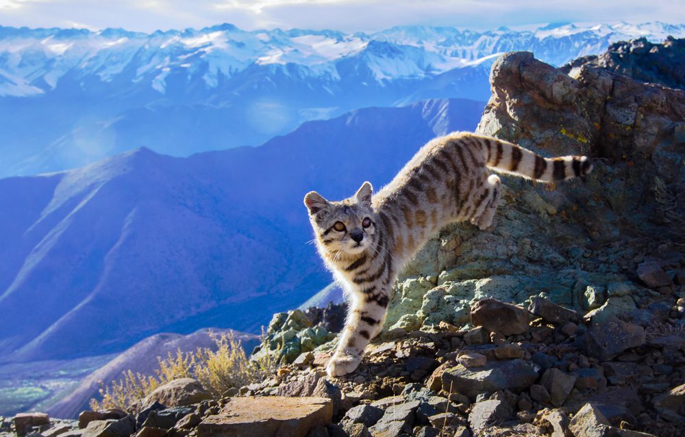 CONAF y comunidades de Tarapacá instalan señalética para proteger al gato andino en el Parque Nacional Volcán Isluga.