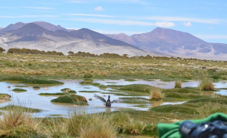 Pato puna rescatado tras derrame en lago Chungará fue liberado en el Parque Nacional Salar del Huasco.
