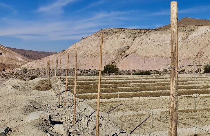 INDAP Tarapacá aprueba más de 130 planes de manejos para recuperar suelos agropecuarios en la región.